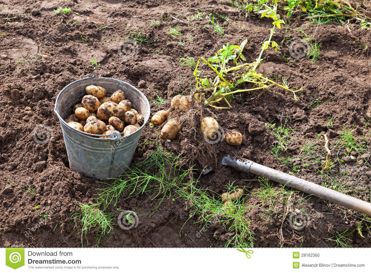 Potato Harvest Time
 Harvesting Potatoes Stock Image