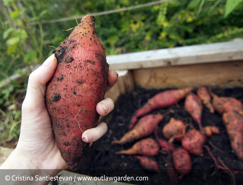 Potato Harvest Time
 It s time to harvest sweet potatoes Outlaw Garden
