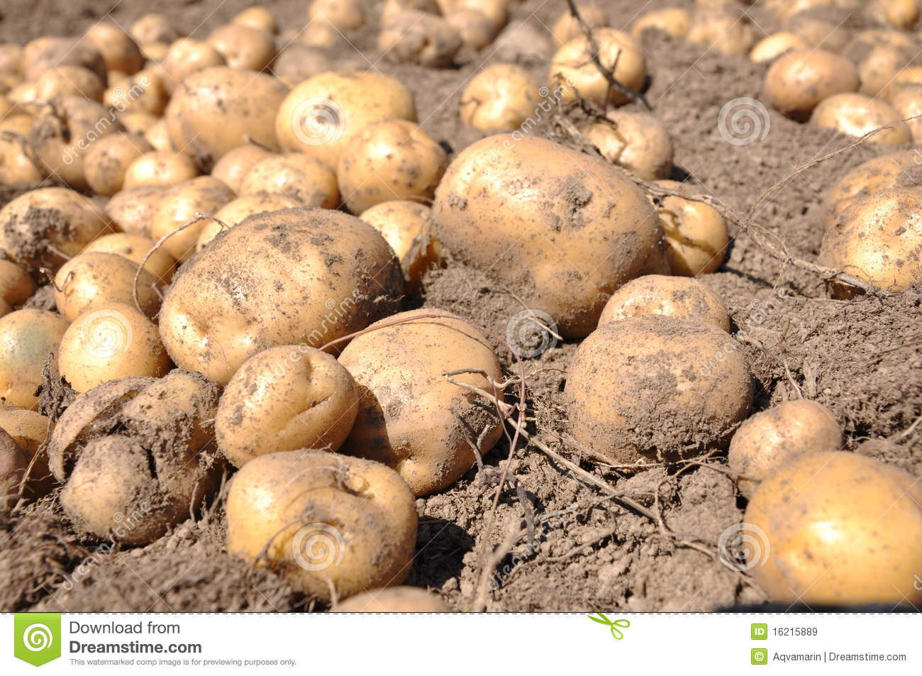 Potato Harvest Time
 Potato harvest stock image Image of goodness harvested
