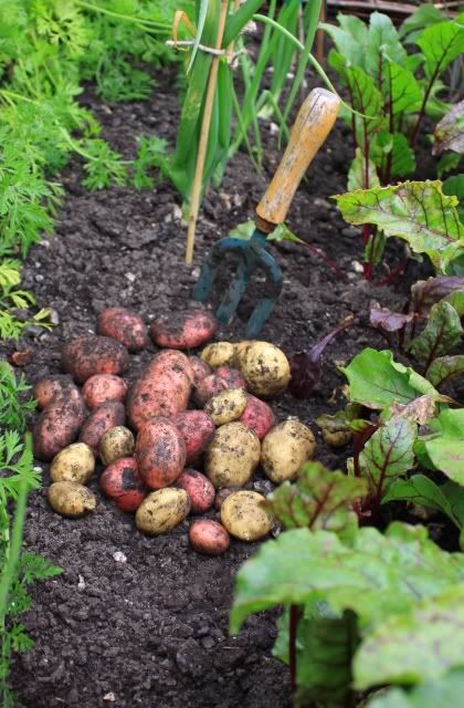 Potato Harvest Time
 How to Grow Potatoes Organic Growing Diseases