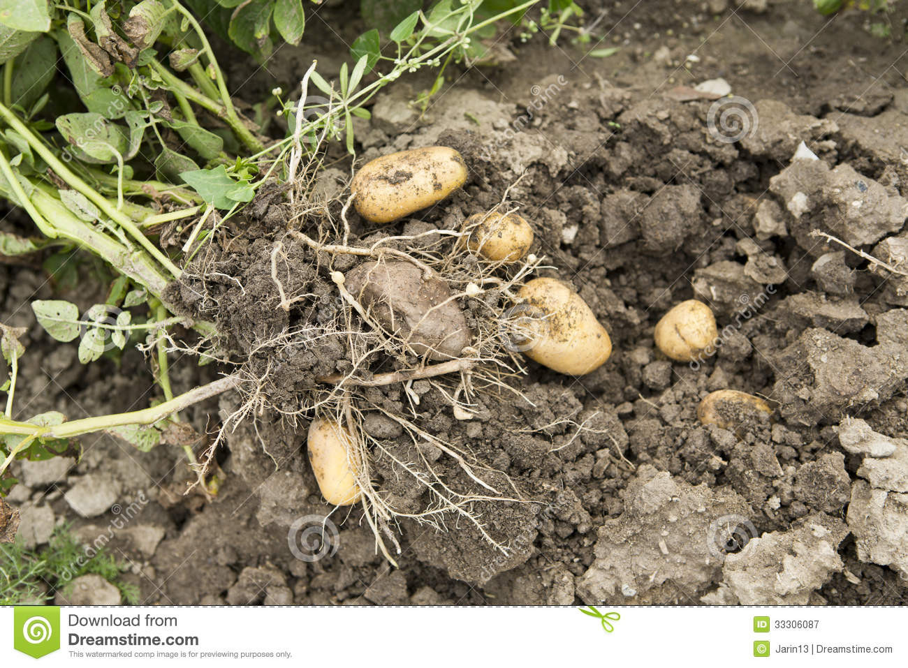 Potato Harvest Time
 Potato Harvest Royalty Free Stock graphy Image