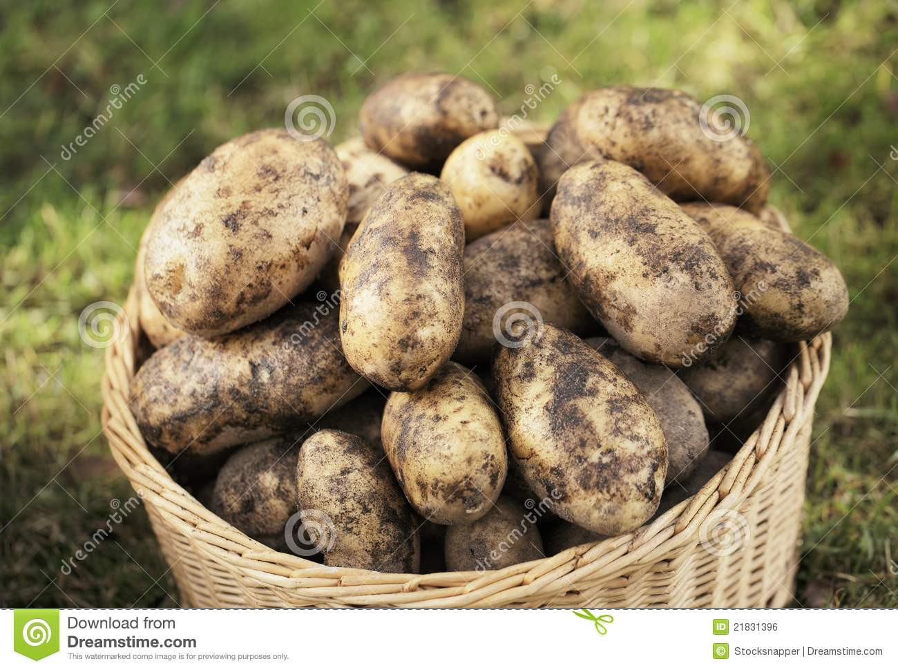 Potato Harvest Time
 Potato Harvest Royalty Free Stock Image Image