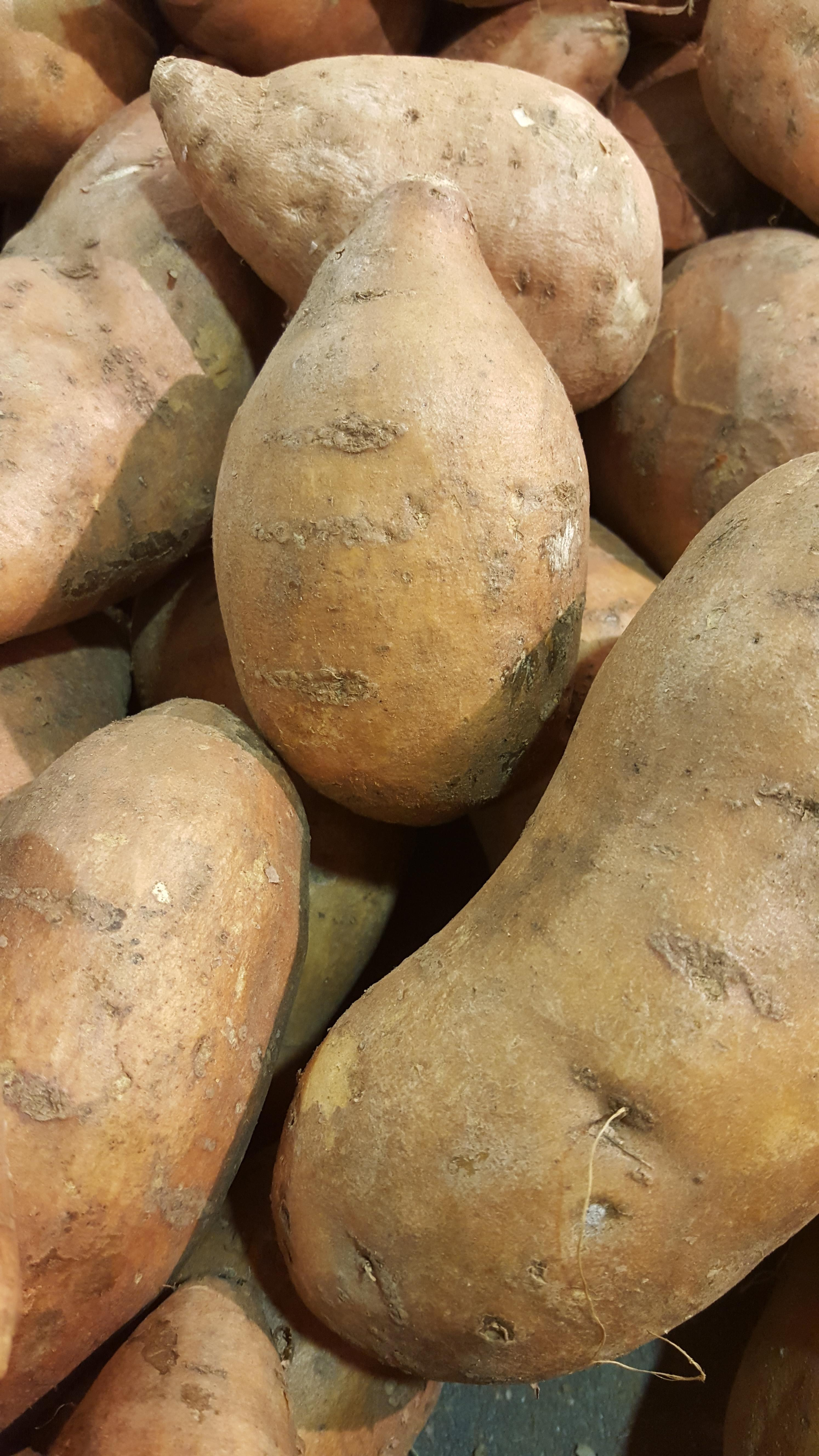 Potato Harvest Time
 Sweet Potato Harvest Time in Georgia