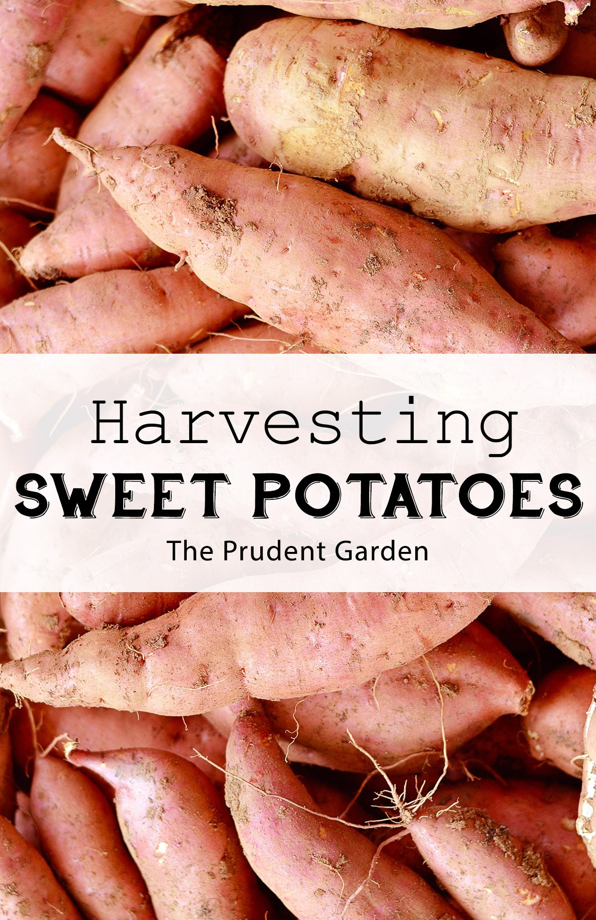 Potato Harvest Time
 Harvesting Sweet Potatoes
