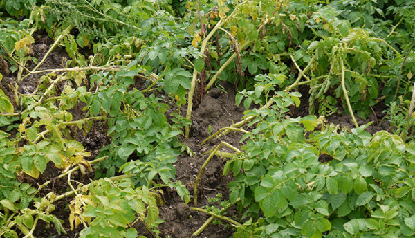 Potato Harvest Time
 How To Grow Potatoes Love2Learn Allotmenting