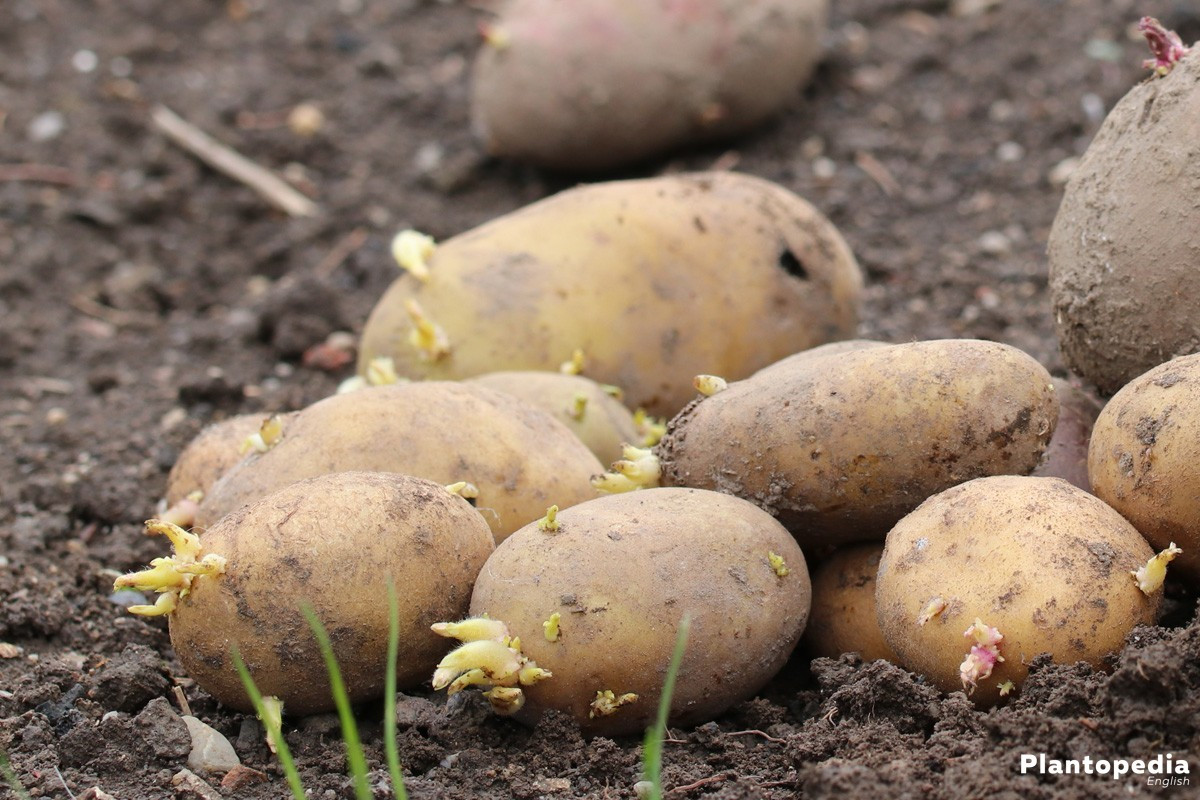 Potato Harvest Time
 When to Harvest Potatoes in the Garden Best Time to Pick
