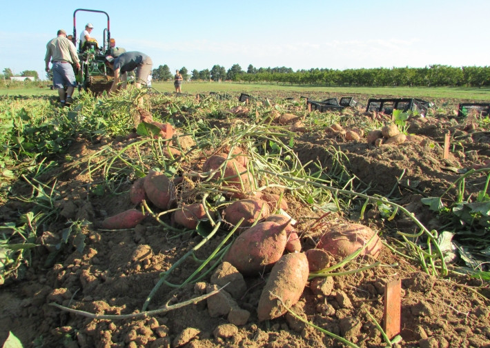 Potato Harvest Time
 Global Reach Local Touch New Ve able Varieties