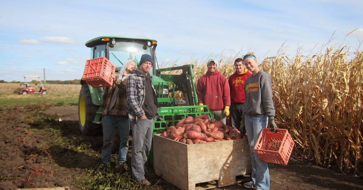 Potato Harvest Time
 IowaVe ables Sweet potato harvest