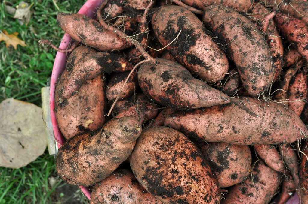 Potato Harvest Time
 Sweet potato harvest day