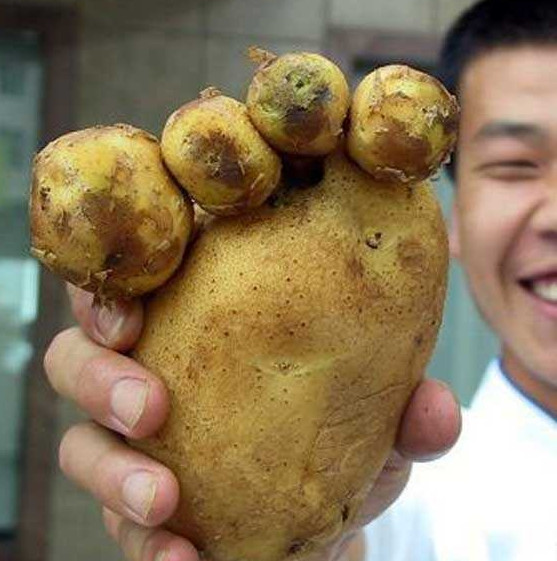 Potato On Feet
 Funny Looking Potato Looks Like a Foot