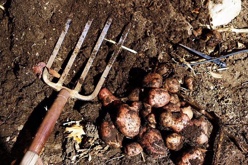 Potato On Feet
 Lovely Imperfection Grow 100 Pounds of Potatoes in 4