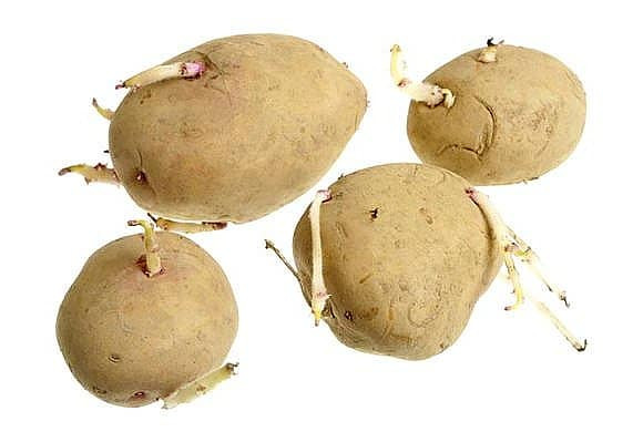 Potato Protein Amount
 Potato 2 position Quality Characteristics
