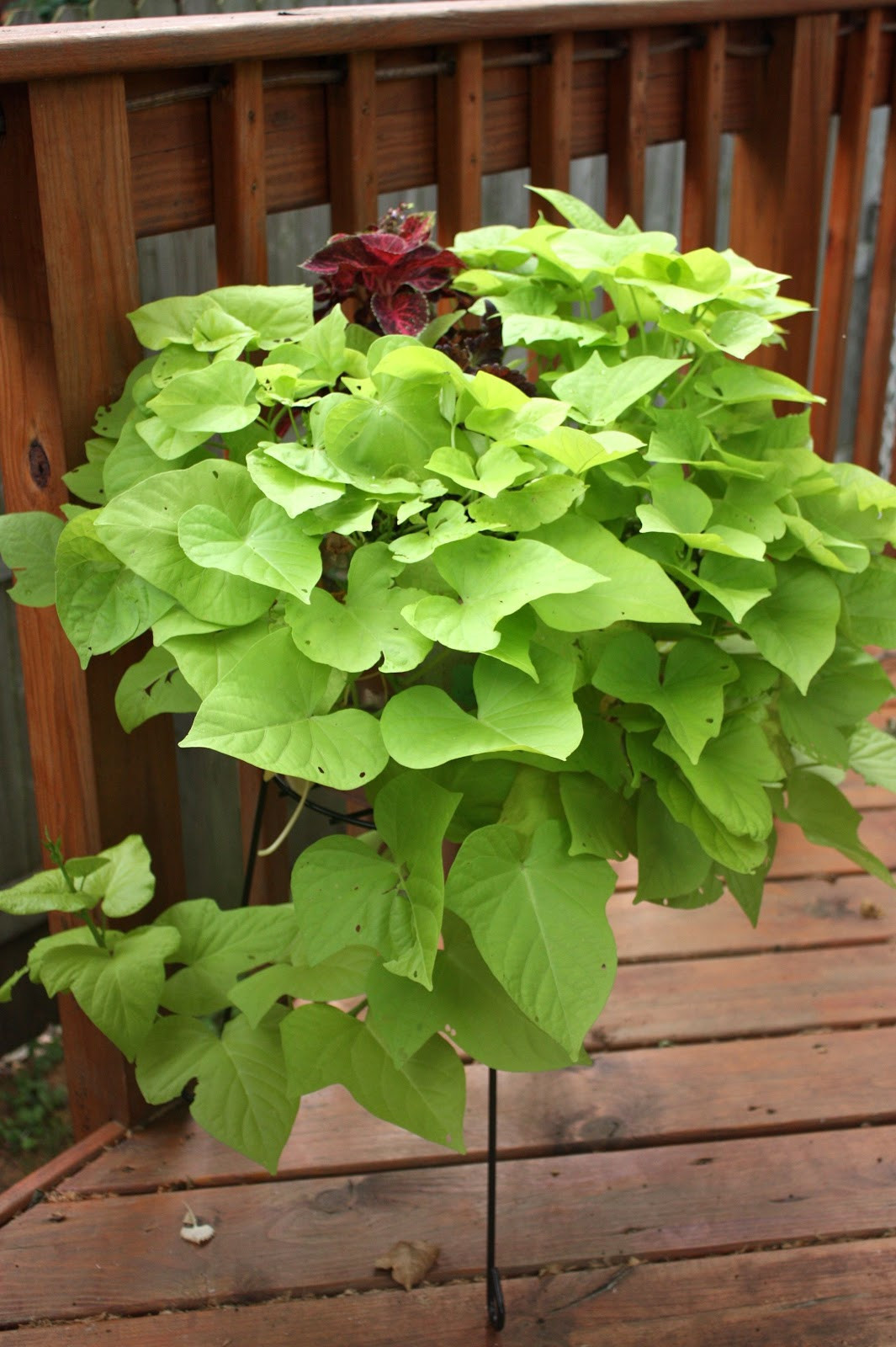 Potato Vine Plant
 The Edgy Gardener Blog July s Container Gardens