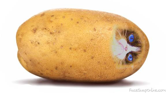 Potato With A Face
 Cat