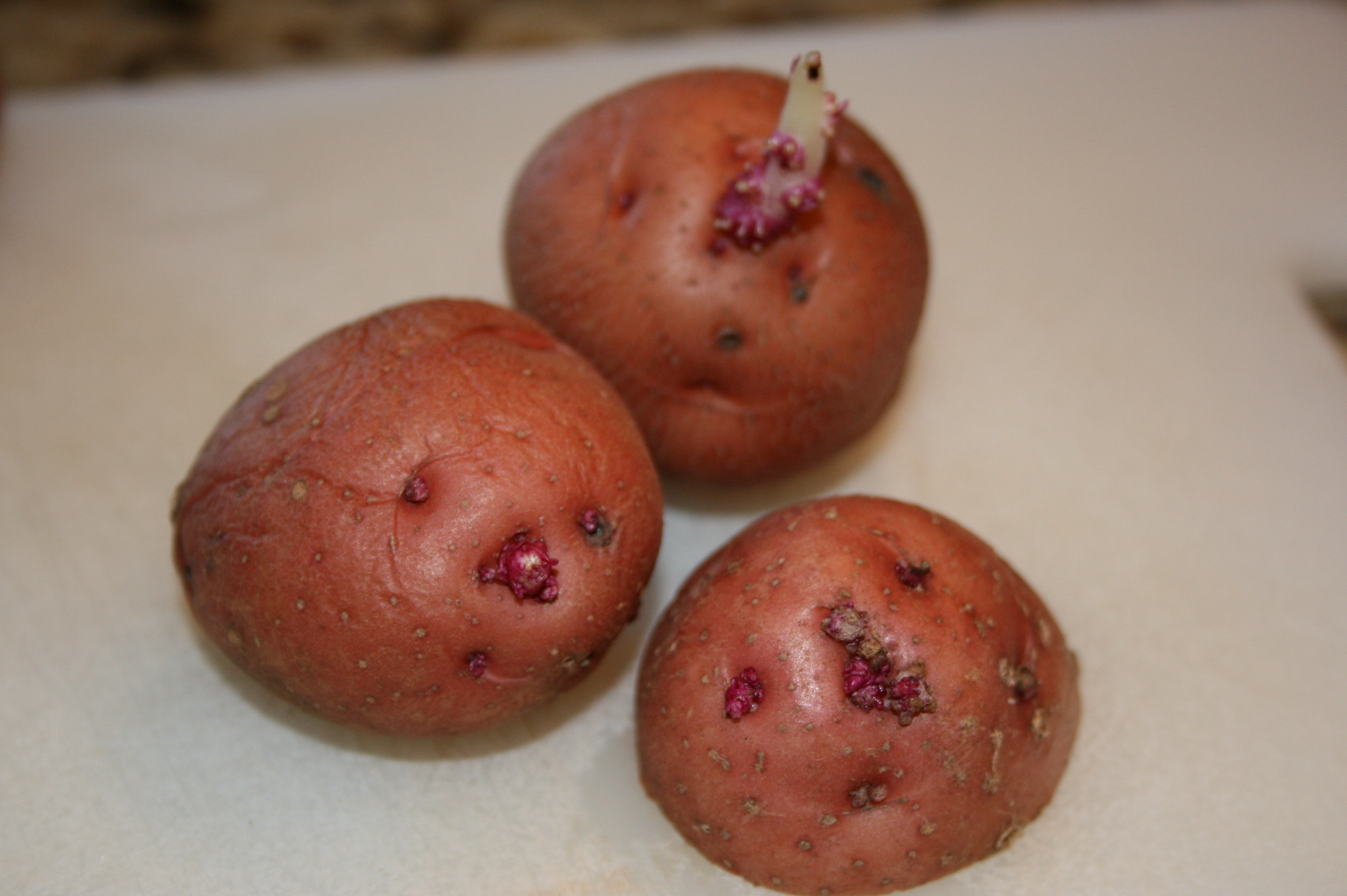 Potato With Eyes
 potato seeds