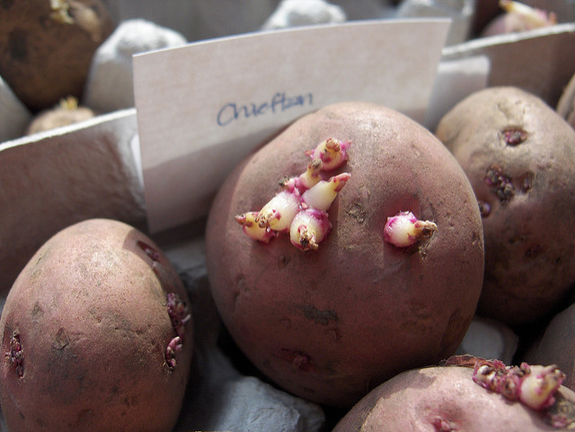 Potato With Eyes
 seed potato eyes