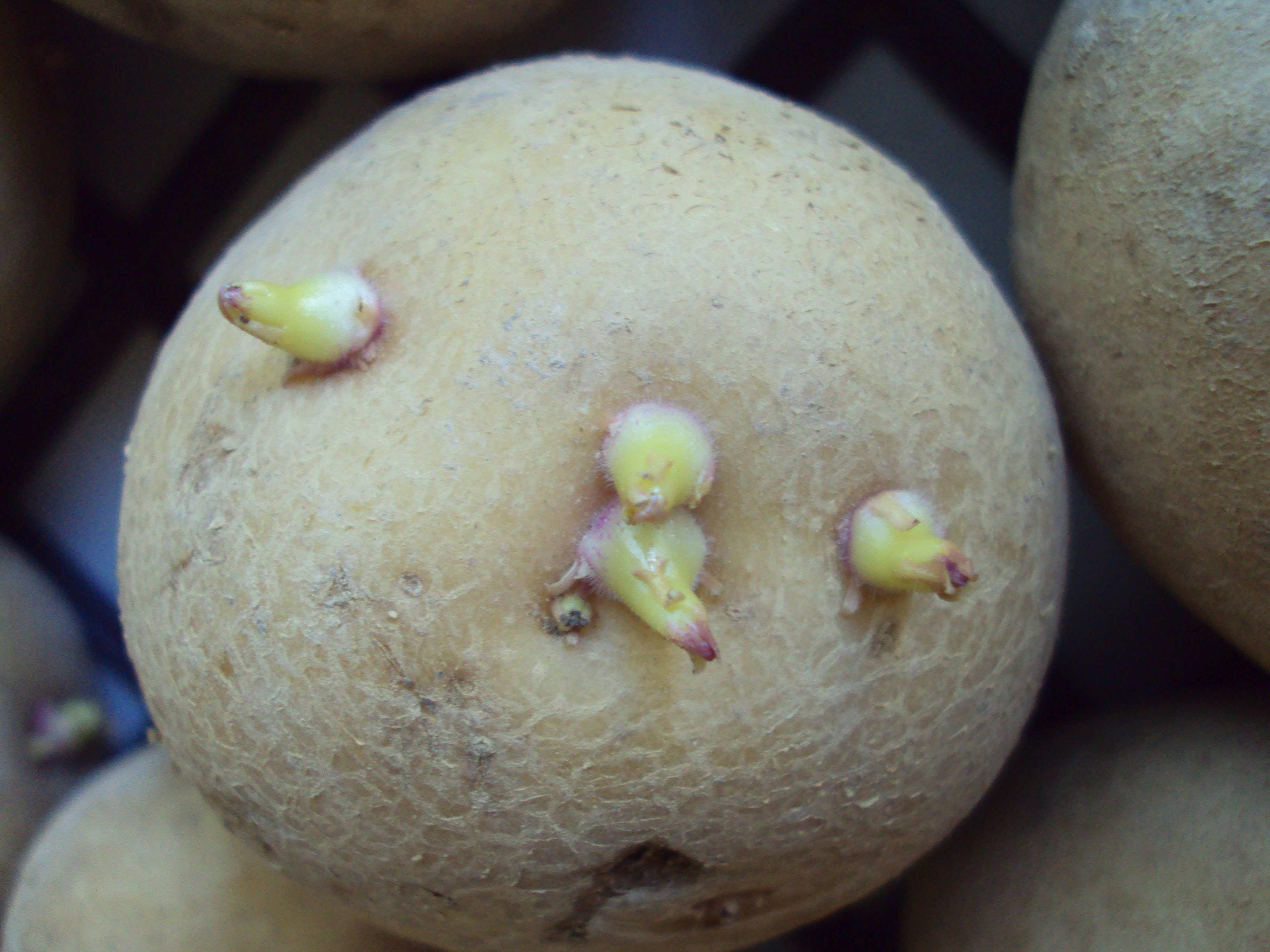 Potato With Eyes
 How to Grow Potatoes in a Trash Can