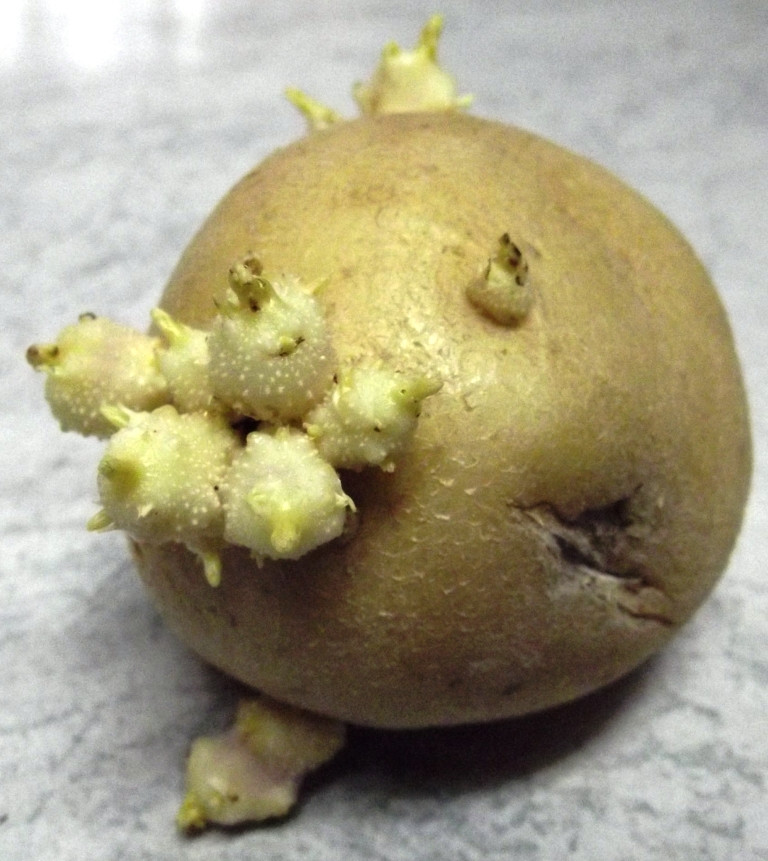 Potato With Eyes
 Roots n Shoots Potato How To Grow Ve able of the Month