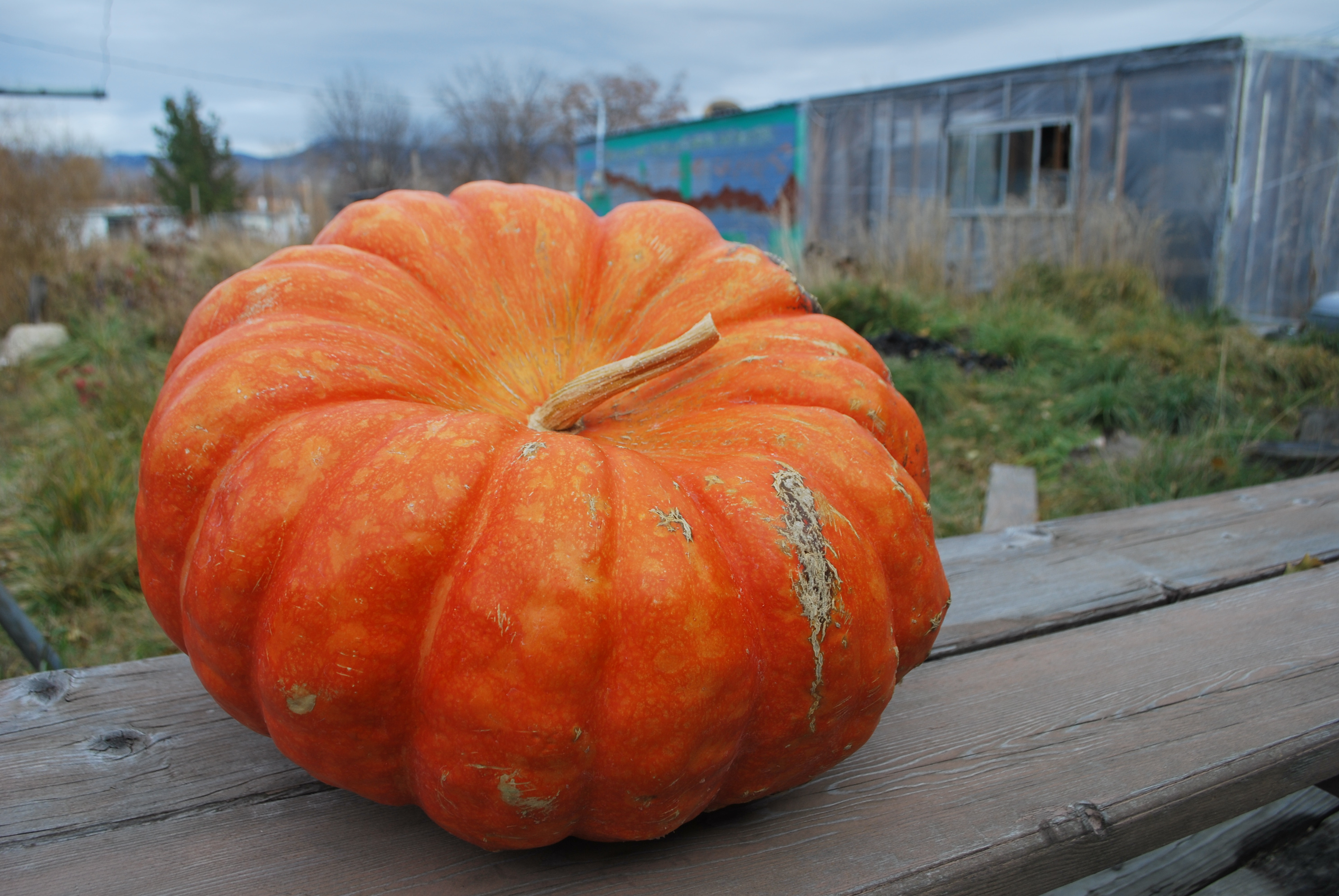 Pumpkin Pie Recipe With Real Pumpkin
 Pumpkin Pie from a Real Pumpkin