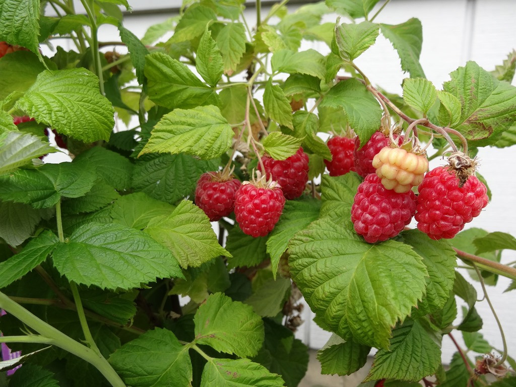 Raspberry Shortcake Plant
 Edible Landscaping for Industrial Settings Tips and Best