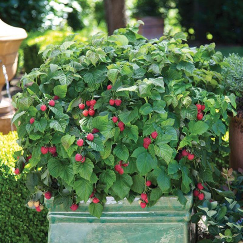 Raspberry Shortcake Plant
 Bushel and Berry™ Raspberry Shortcake™ Plants Stark Bro