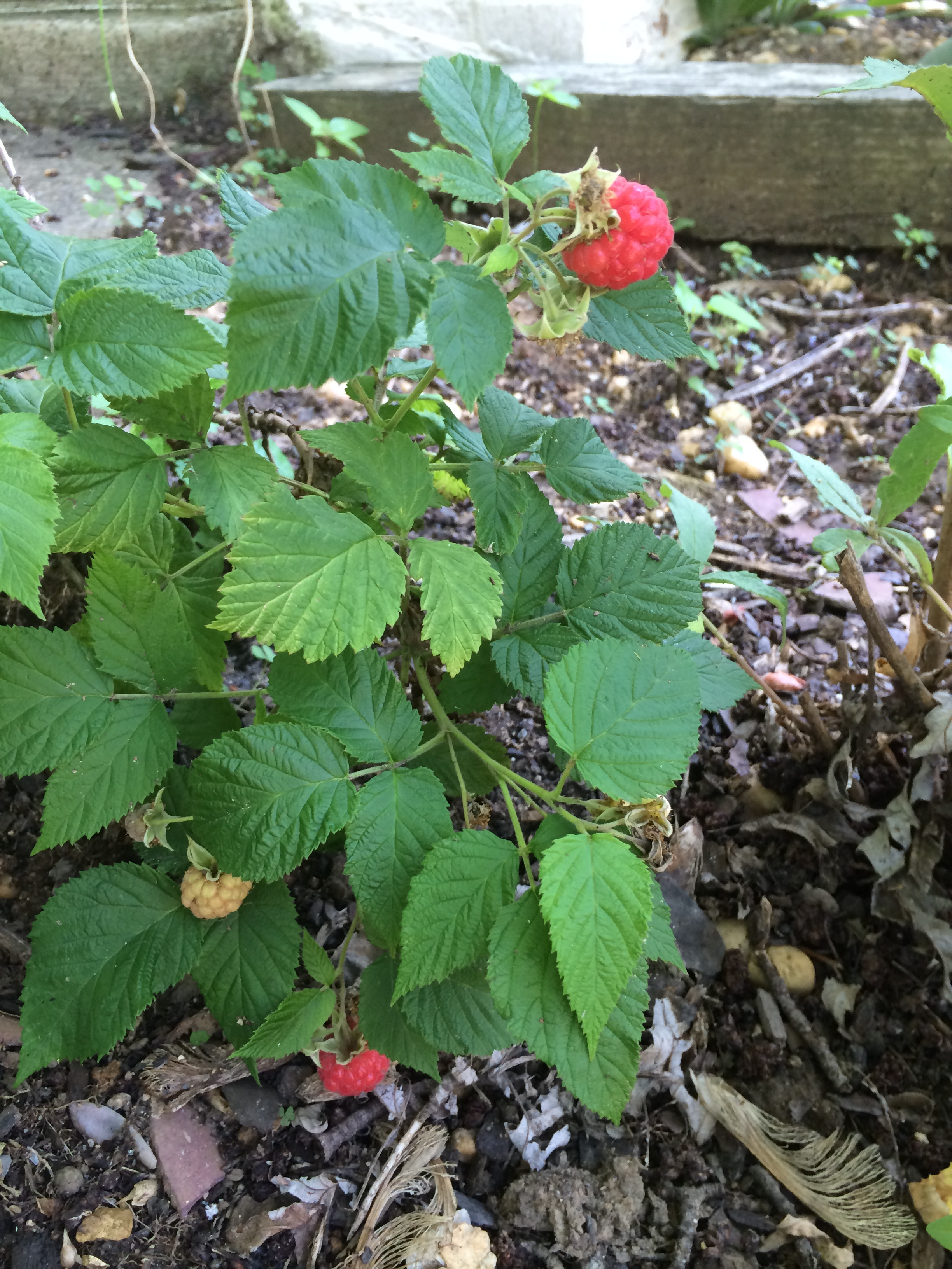 Raspberry Shortcake Plant
 Raspberry Shortcake