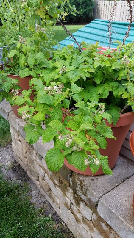 Raspberry Shortcake Plant
 Raspberry Shortcake Plant Review