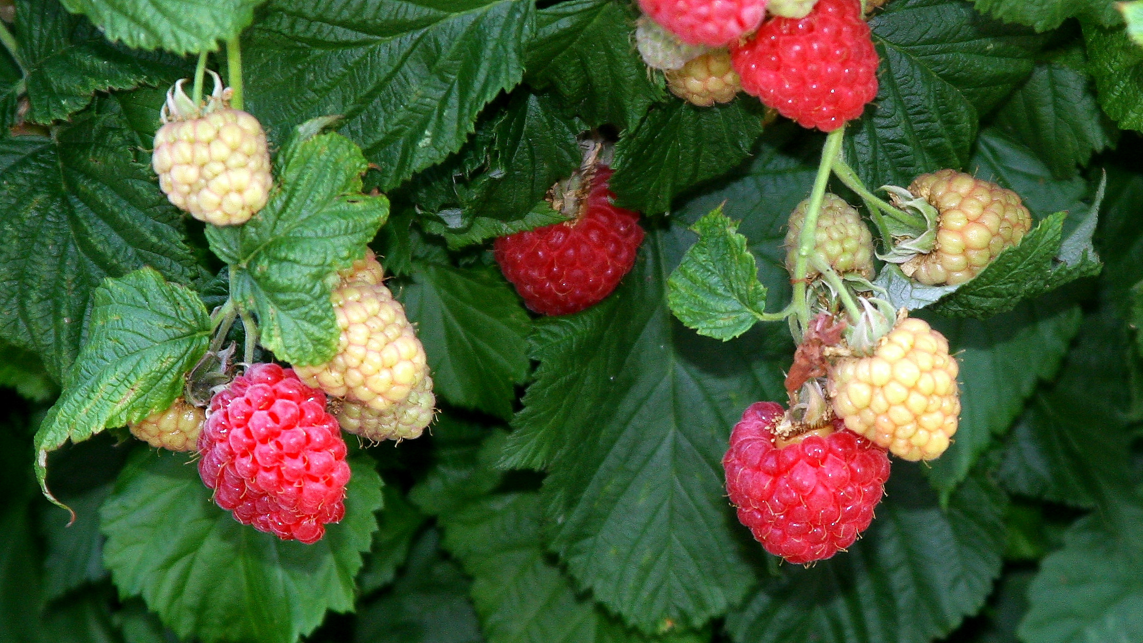 Raspberry Shortcake Plant
 Short Plump & Juicy – meet the BrazelBerries