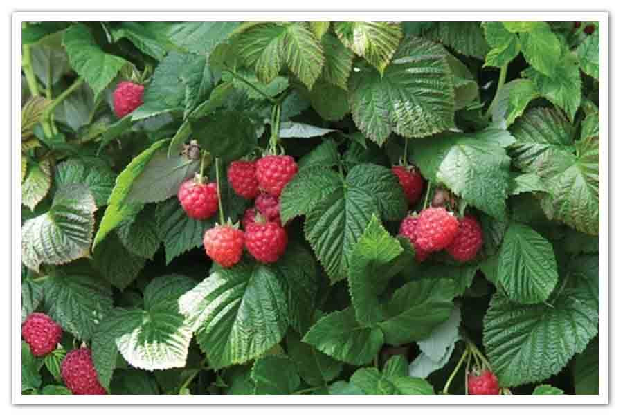 Raspberry Shortcake Plant
 Raspberry Shortcake – Bushel and Berry