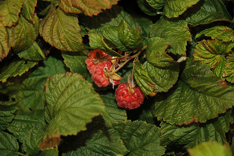 Raspberry Shortcake Plant
 Raspberry Shortcake Raspberry Rubus NR7 in