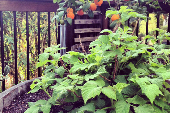 Raspberry Shortcake Plant
 Garden Journal Raspberry Shortcake in a Half Wine Barrrel