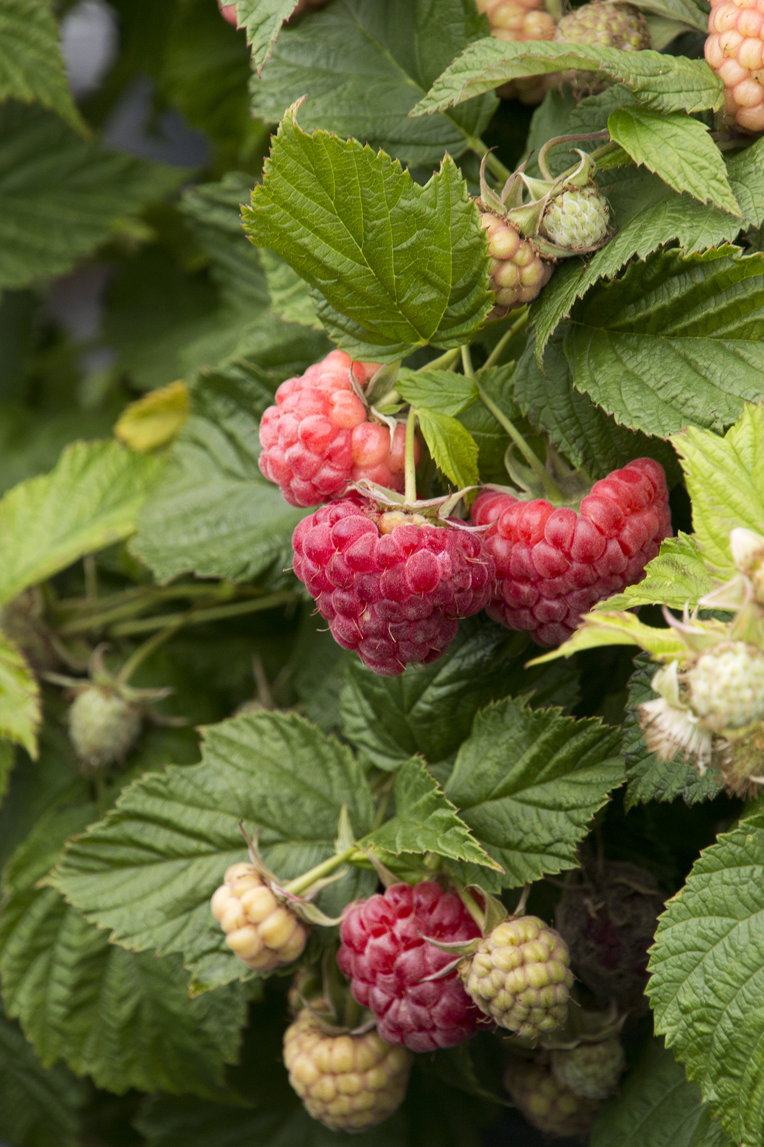 Raspberry Shortcake Plant
 Grobe s Nursery and Garden Centre Newest Fruit