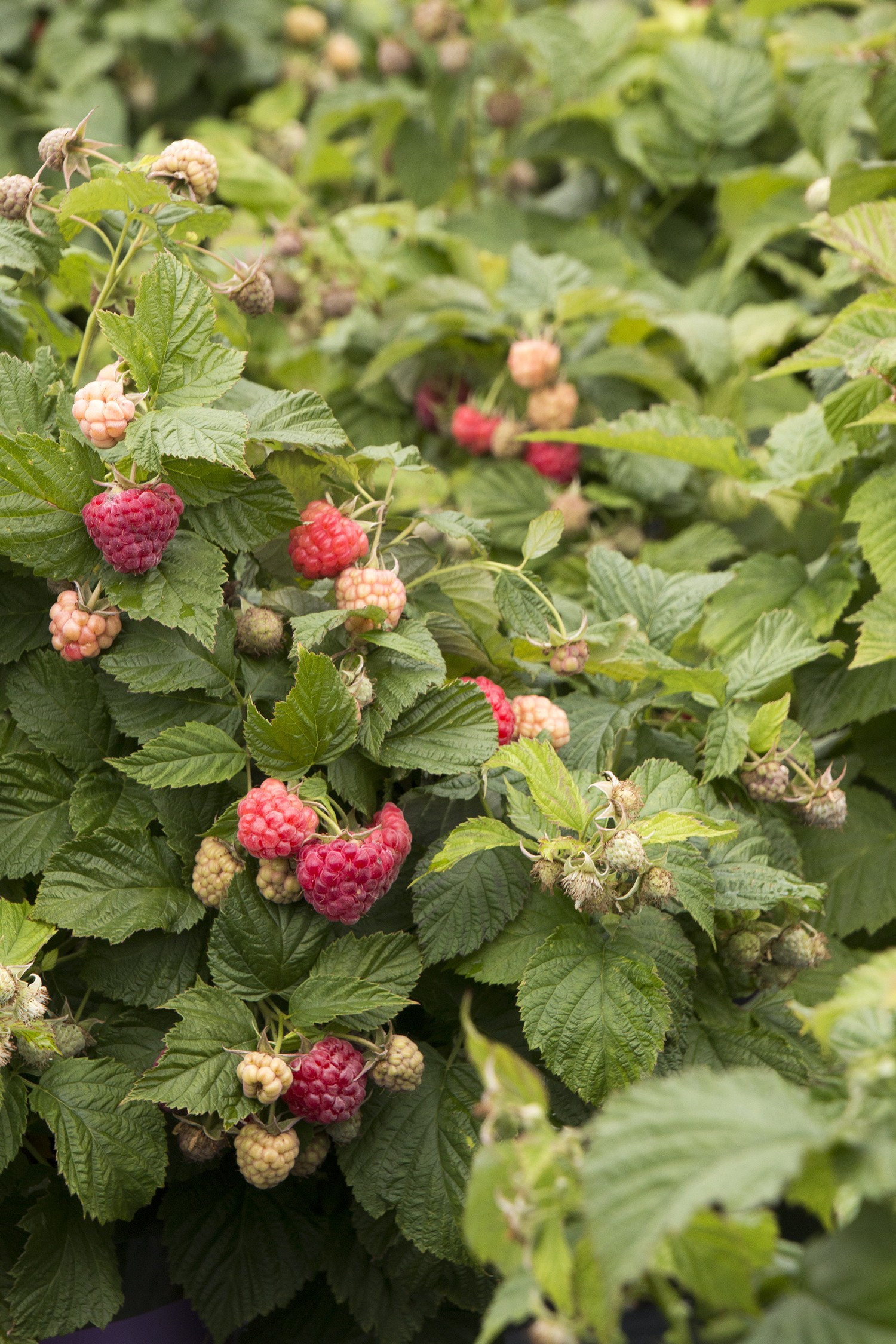 Raspberry Shortcake Plant
 Raspberry Raspberry Shortcake™ TheTreeFarm