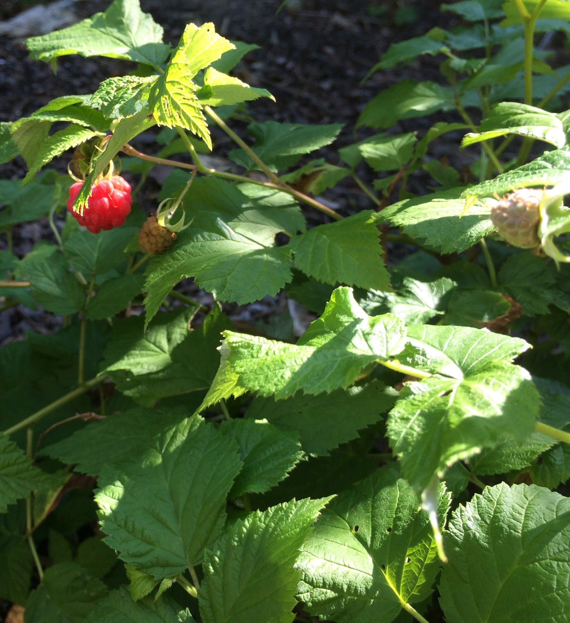 Raspberry Shortcake Plant
 Raspberry Shortcake