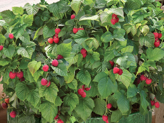 Raspberry Shortcake Plant
 Grow yummy fruits in pots and small gardens • Preen