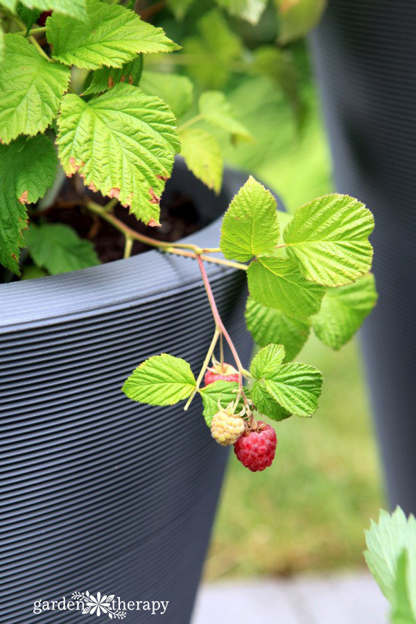 Raspberry Shortcake Plant
 A Patio Fruit Garden is a Sweet and Pretty Summer Treat