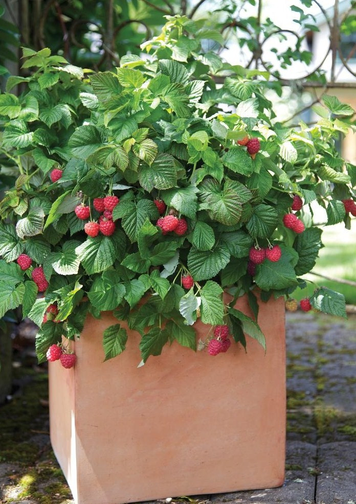 Raspberry Shortcake Plant
 Raspberry Shortcake ™ Dwarf Plants Mile Tree Lawn & Garden