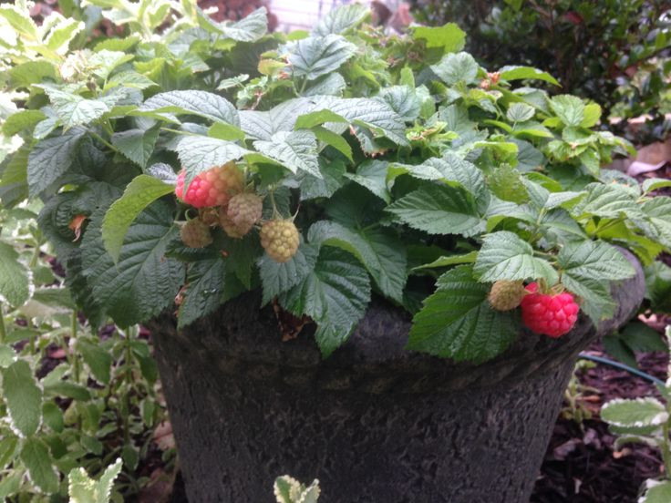 Raspberry Shortcake Plant
 BrazelBerries Raspberry Shortcake™ dwarf thornless