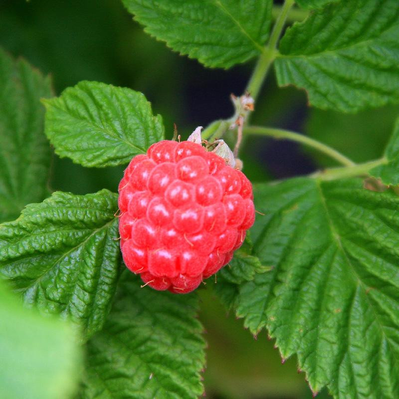 Raspberry Shortcake Plant
 Bushel and Berry™ Raspberry Shortcake™ Plants Stark Bro