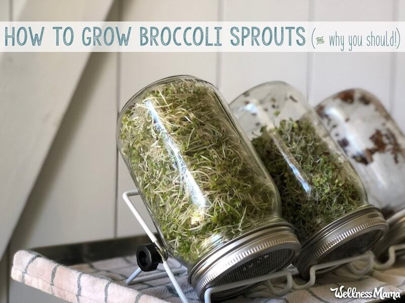 Rhonda Patrick Broccoli Sprouts
 How to Grow Broccoli Sprouts & Why We All Should
