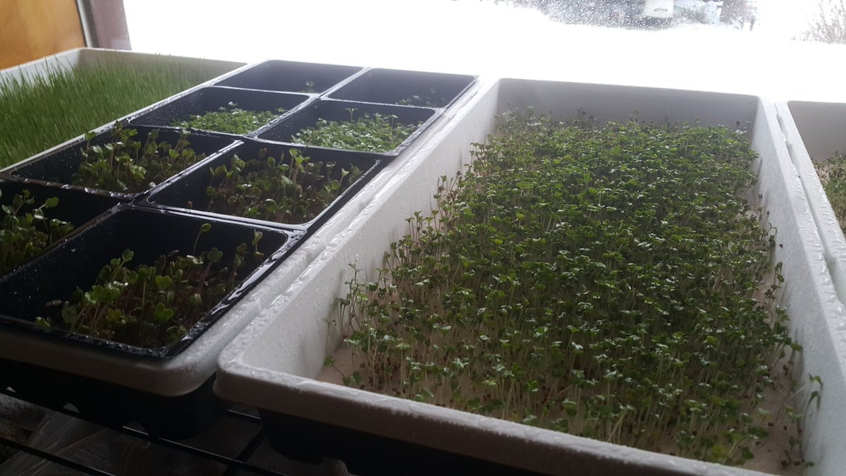 Rhonda Patrick Broccoli Sprouts
 Dr Rhonda Patrick on Twitter "This is what one week of