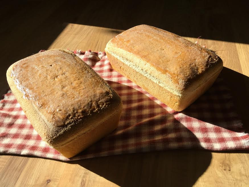 Salt Rising Bread Recipe
 The Amish Cook Savoring Salt Rising Bread Amish 365