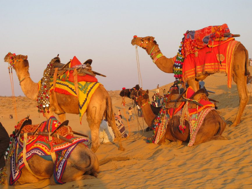 Ships Of The Dessert
 Celebrating the ships of the desert in Rajasthan