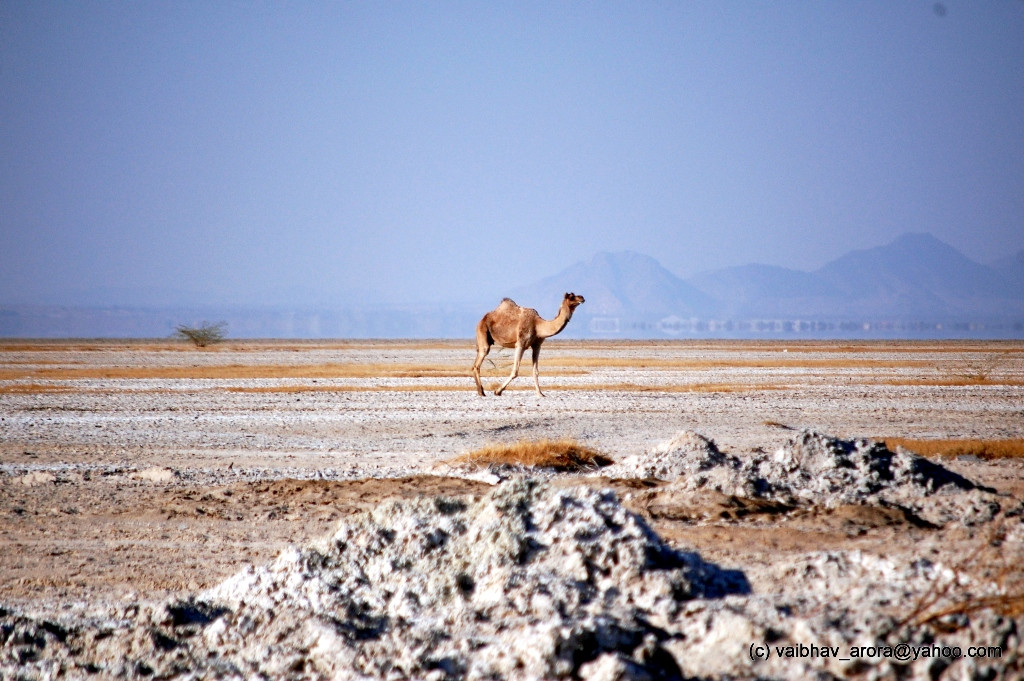 Ships Of The Dessert
 Ship of the Desert India Travel Forum