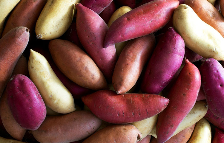 Sweet Potato And Diabetes
 Are Sweet Potatoes Really Good for Diabetes