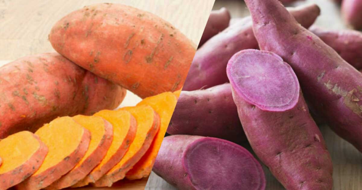 Sweet Potato And Diabetes
 Should You Eat Sweet Potatoes If You Have DIabetes