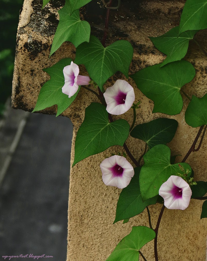 Sweet Potato Flower
 Purple Sweet Potato Flowers Half a pound of treacle