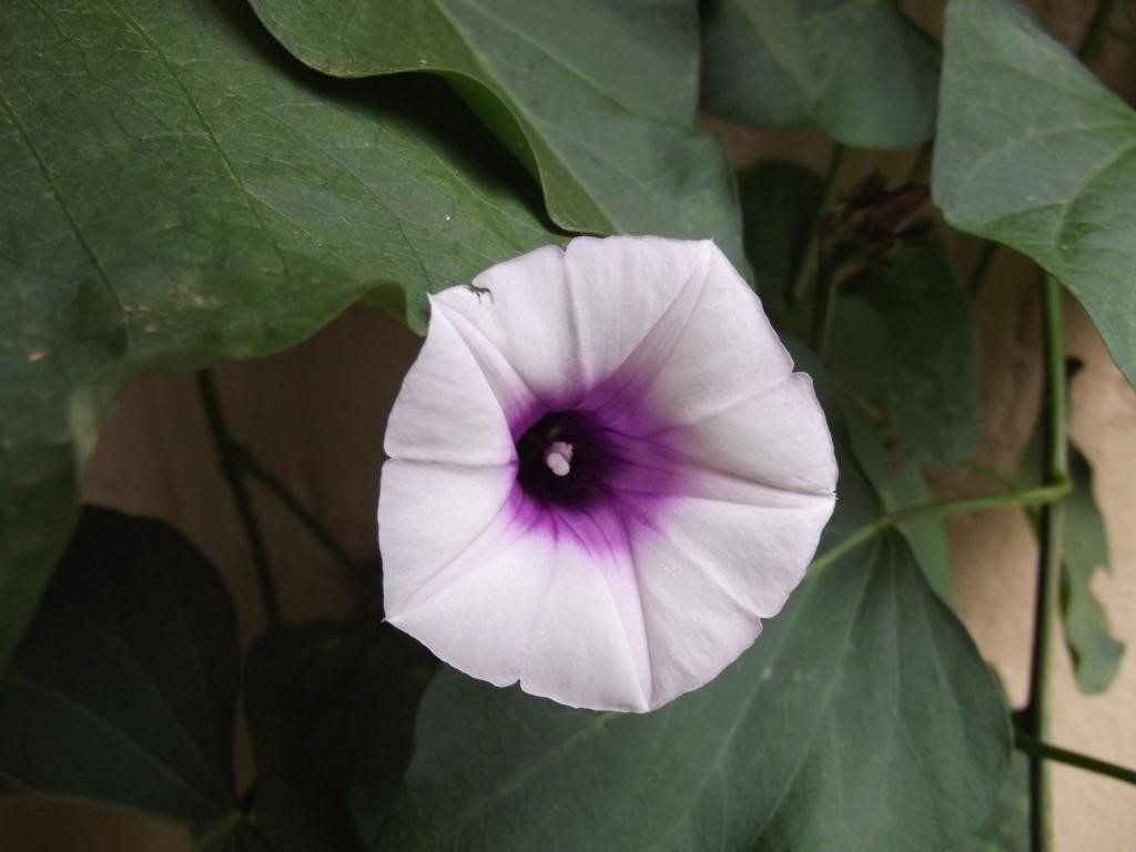 Sweet Potato Flower
 Roots n Shoots Sweet Potato How To Grow Ve able of