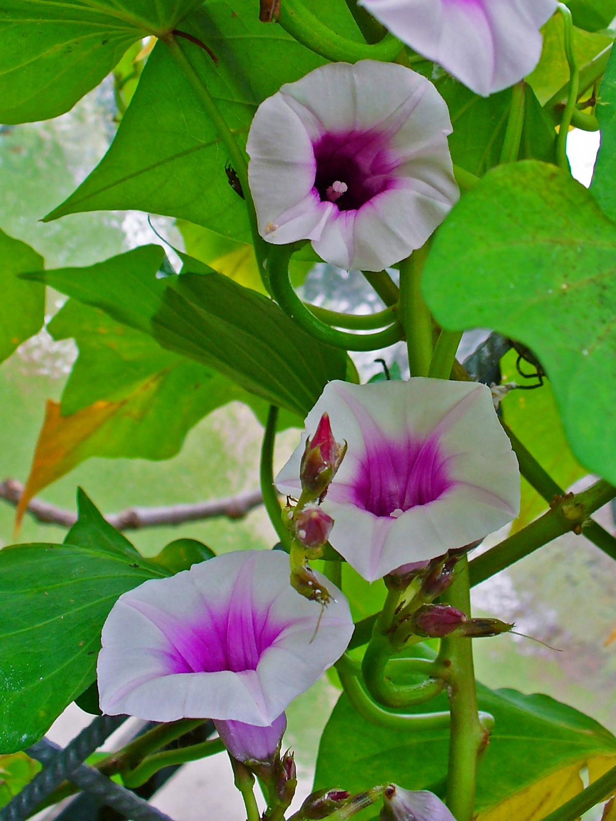 Sweet Potato Flower
 Sweet potato Ipomoea batatas forage