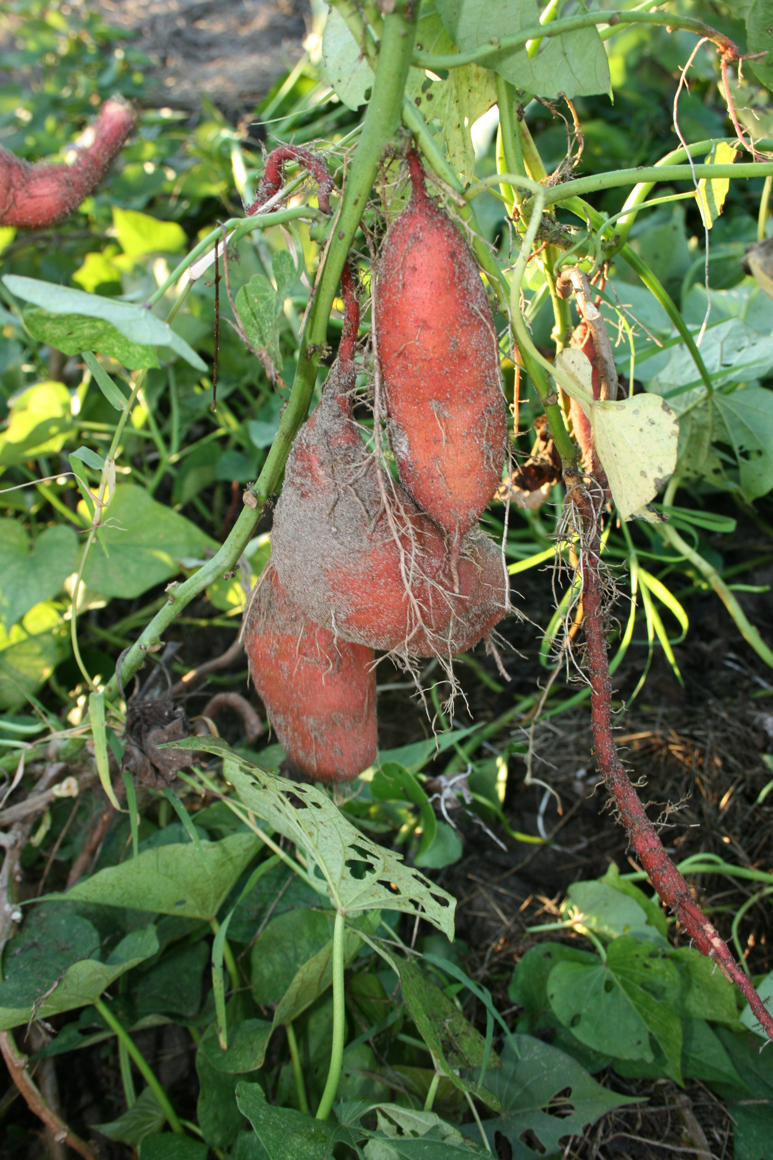 Sweet Potato Flower
 sweet potatoes